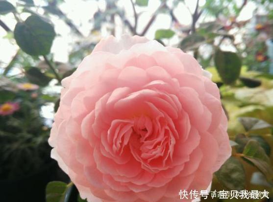 爆盆|容易开花到“爆盆”的月季,被称“拿生命开花”,花量大还好养