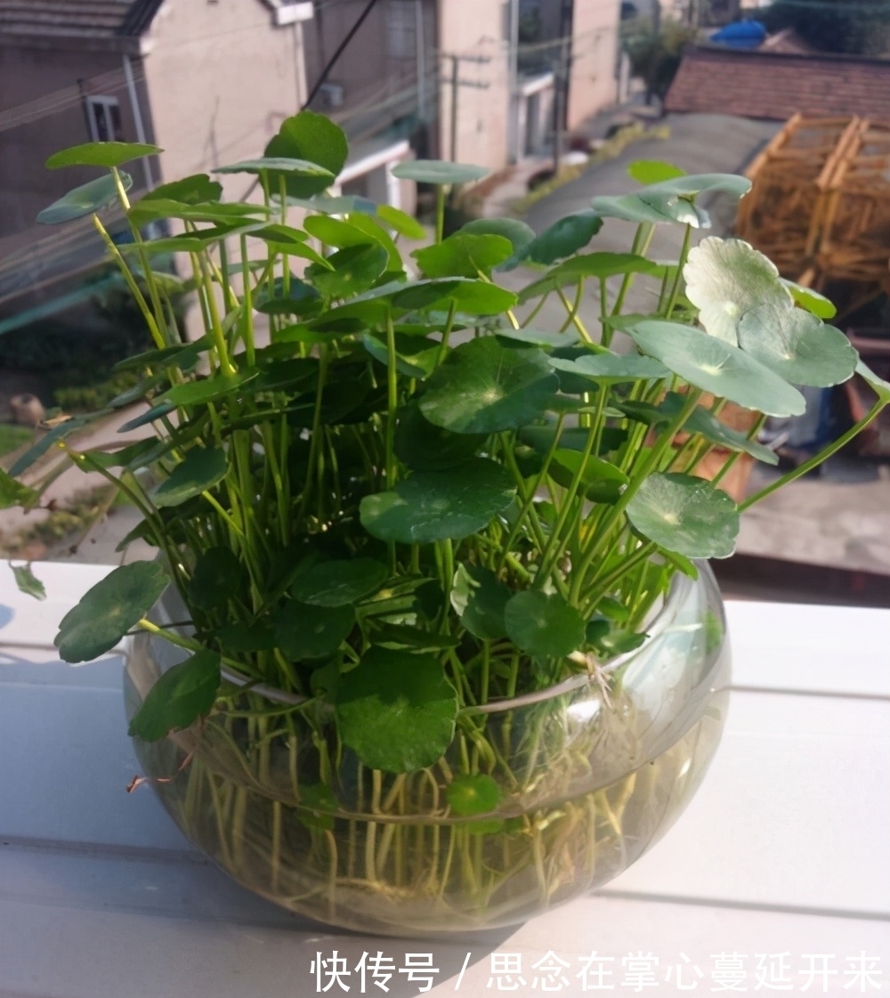 没有土壤就换成水培，干净好养长得快，试试这3种花