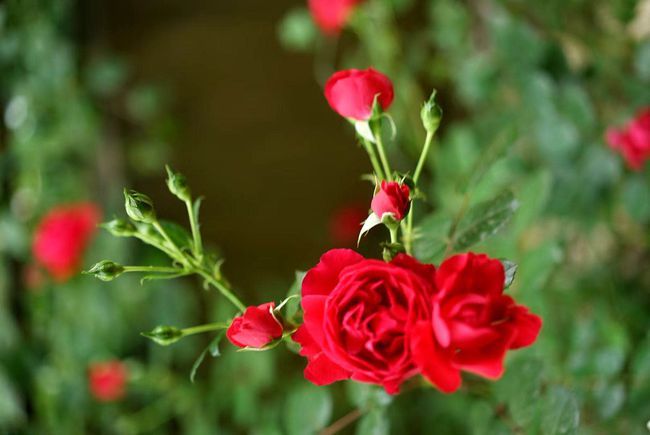 种植植物除“病虫害”之外,注重以下5种因素,避免出现长势不良