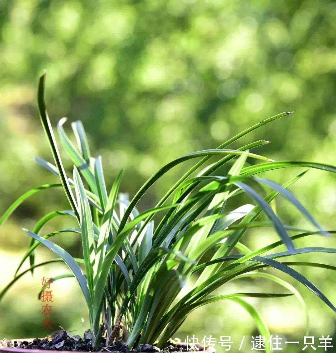 什么叫兰花服盆？兰友：这么说就明白了