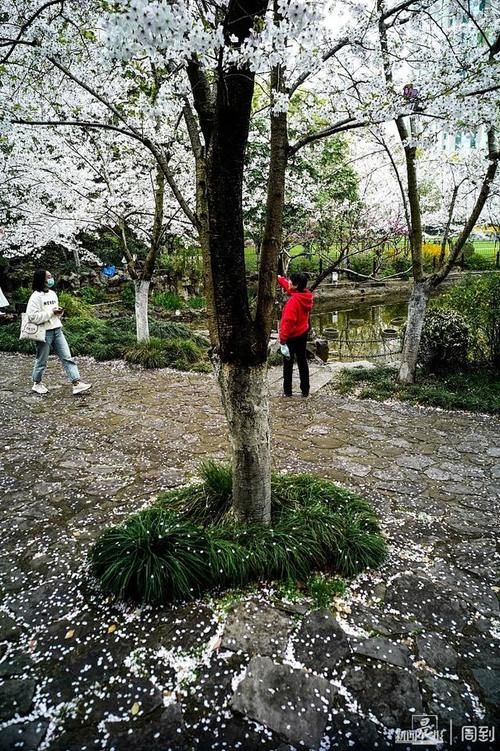 晨镜头|又是一年樱花季，赶紧来鲁迅公园邂逅一场樱花雨 | a5200