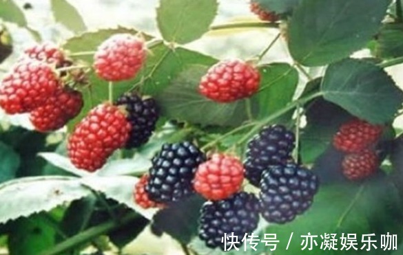 剪枝|桑葚增强免疫力、解中酒毒,农民种植只需掌握四点,收获高产桑葚