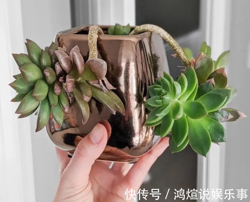 电器|渐入深秋,多肉盆栽不能再搁置在这几个地方了