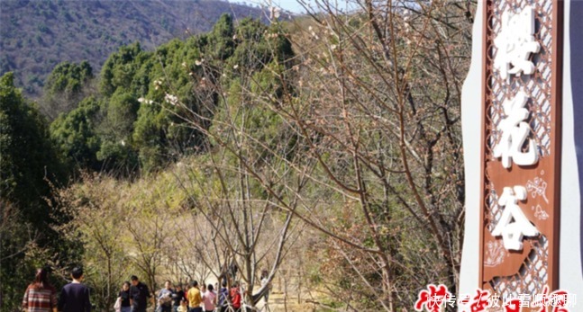 老年|春色撩人，临澧太浮山漫山樱花怒放美景“霸屏”