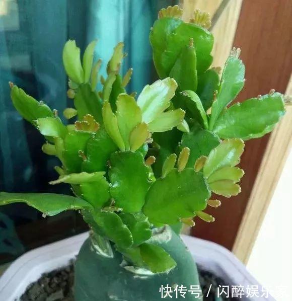 有机肥|让蟹爪兰多开花现在就得“多出芽”,教你做“3步”,能开100朵