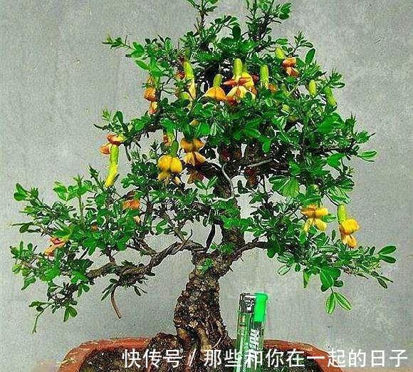 这3种“盆景”个子虽小，却香飘十里，除螨抗菌，客厅最好养1盆！