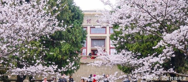 春天|国内六处赏樱胜地,有全球最大的赏樱基地,也有面朝大海的公园