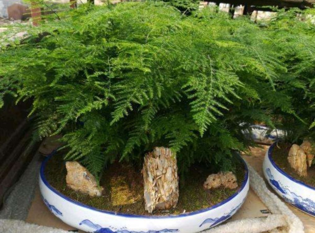 这3种花要“懒养”,越是粗放养护,植株长势越旺盛