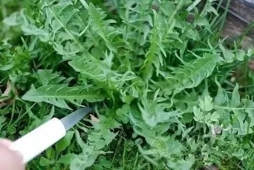 亳州人初春的快乐，你根本想不到！