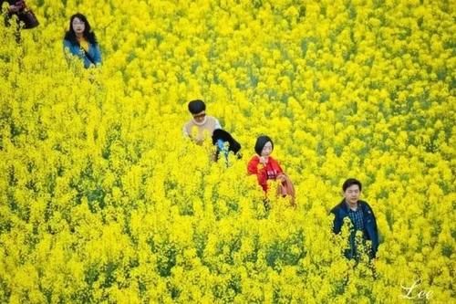 这片『金色花海』，是我想赠与你的春日浪漫！