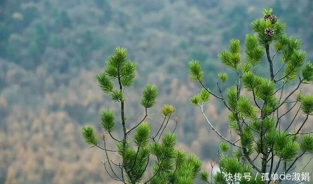 麦积山|立冬后的麦积山色，虽憔悴却依然风韵隐隐