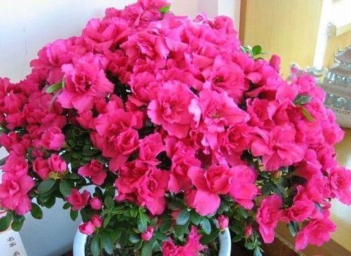 养杜鹃花,掌握几个要点,花大色艳,叶片翠绿,花开满枝头