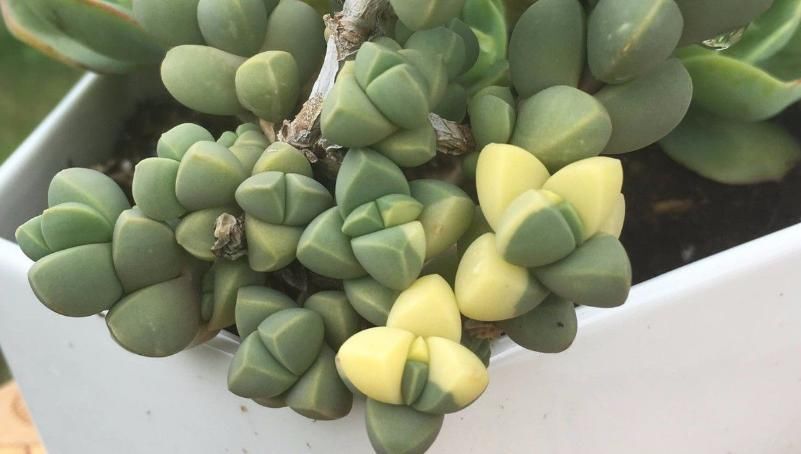 普货多肉不普通，选这3样盆栽成老桩，比贵货还受人欢迎