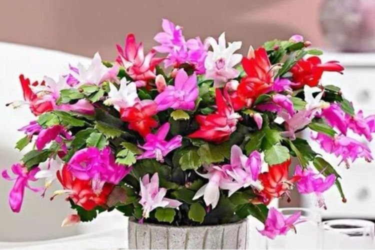 最有仙气的4种花,迷人的花朵,开花鲜艳、花期长