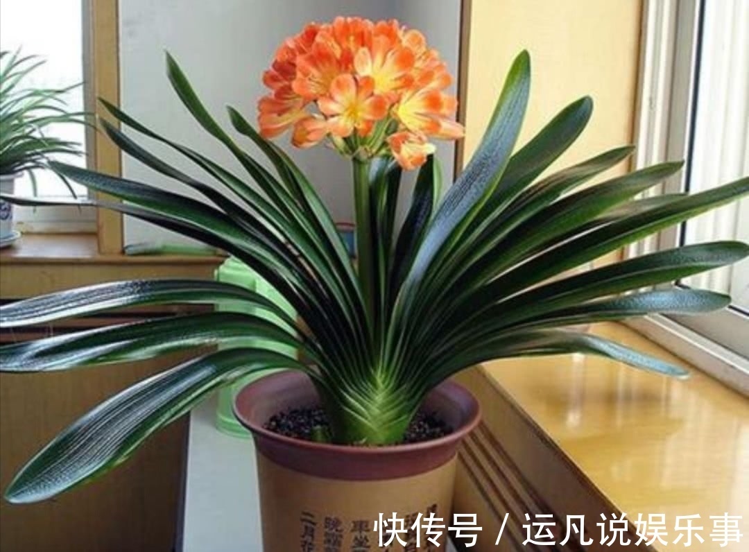 10种健康花,适合养客厅,吉祥有品味,关键个个都是净化高手