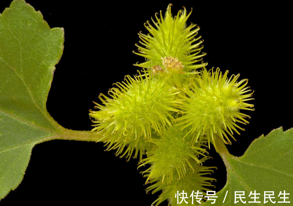 鼠李糖|山上常见的一种植物“苍耳”,用来泡酒有什么奇特功效