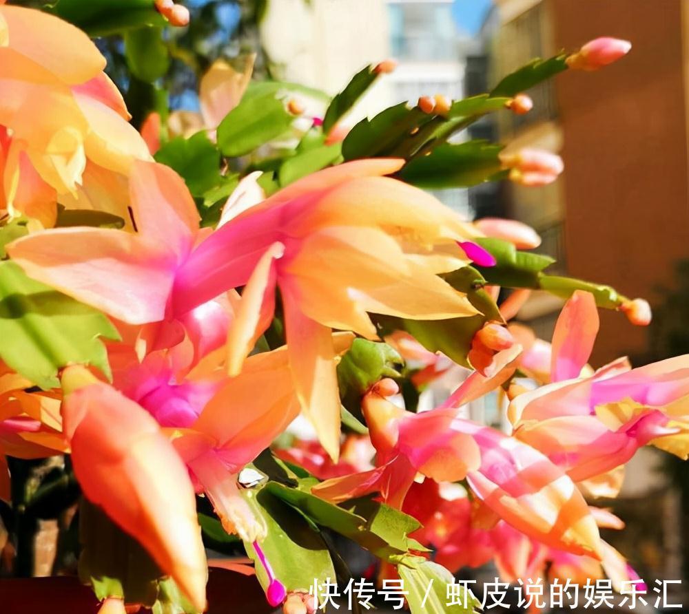 植物|7种“懒人花”,漂亮又好养,客厅养一盆,大气吉祥,养人又旺家