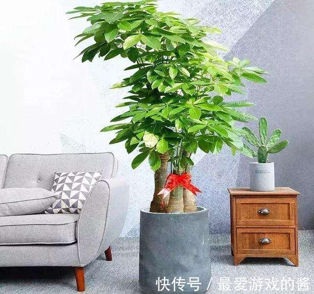 10大吉祥花,好养又高档,家里养一盆,有花有果招财又旺家