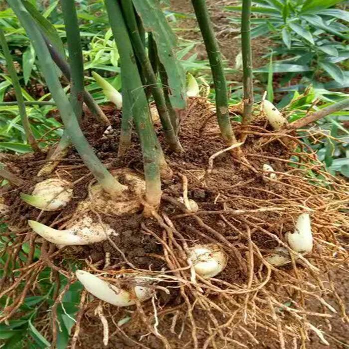 植物|村民称其草为“土黄金”,种子都要几十元1斤,日韩全靠进口