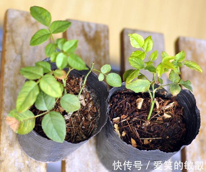养护|月季牙签苗的日常养护