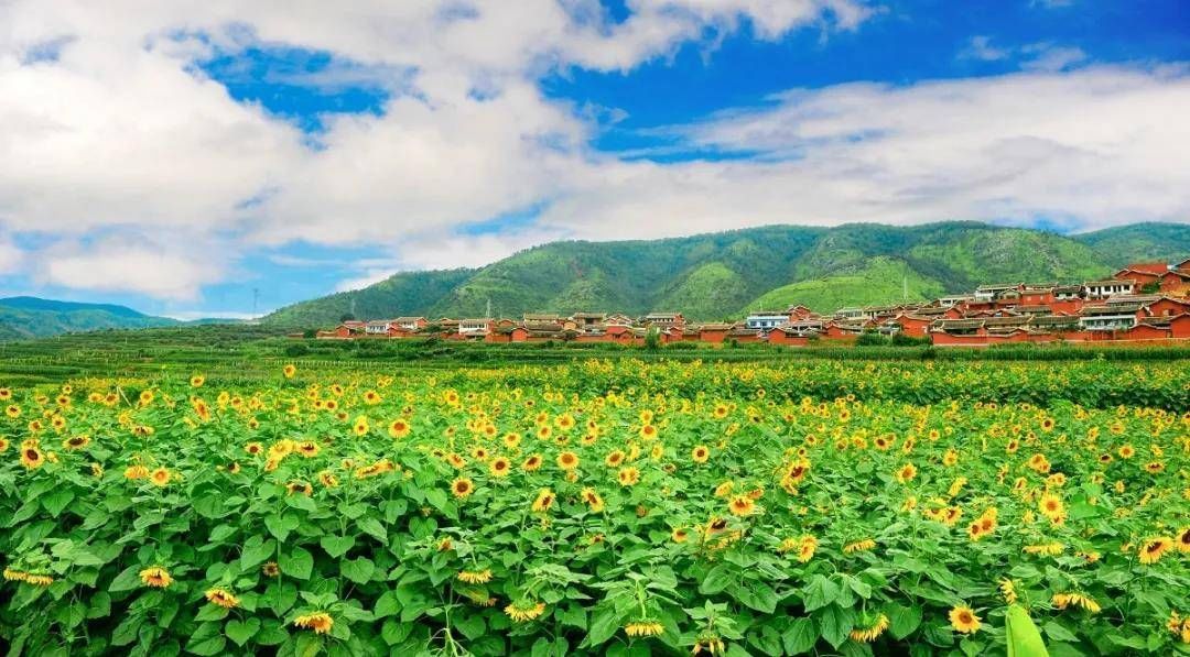 攀枝花|冬游四川丨你那里大雪纷飞，攀枝花迤沙拉村的樱花粉嘟嘟！