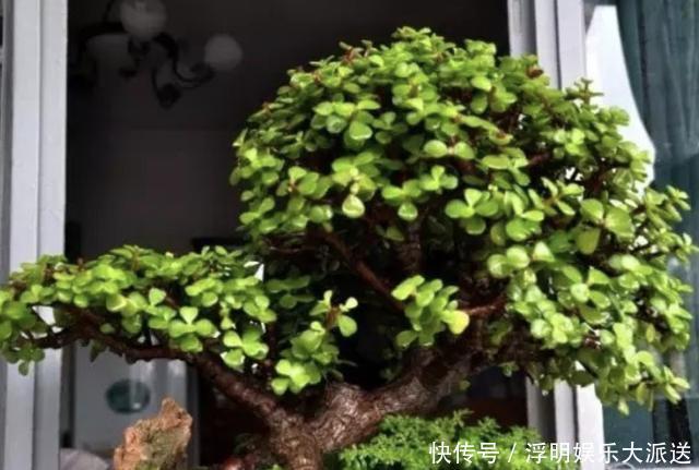 植物|夏季养不好绿萝,不如养“2种树”,平时只浇水,长成盆景,美!