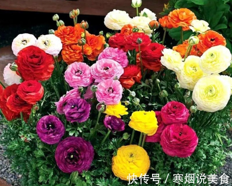 家庭养花成片种花毛茛,调剂好这3大因素,一开就一片花