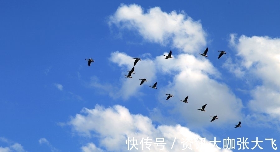 倩影@一夜霜风,几许秋声染斑驳,塘中玉莲隐倩影,檐前北雁辞楼阁