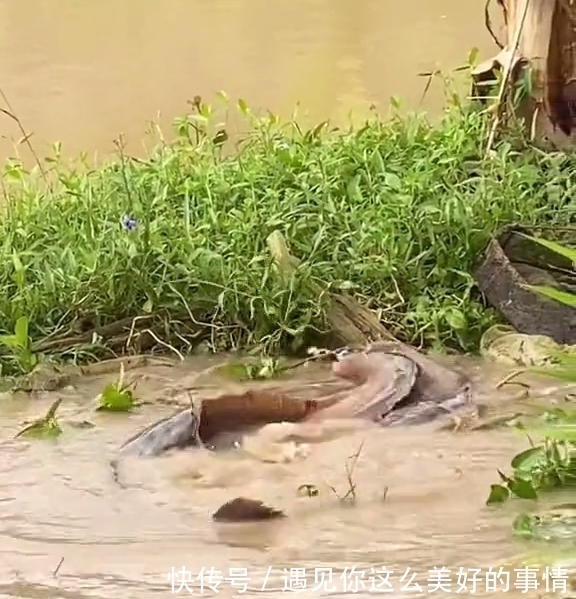 雨后,汕尾一河湾大群鲶鱼水面翻腾,附近钓鱼人:每条都有几十斤