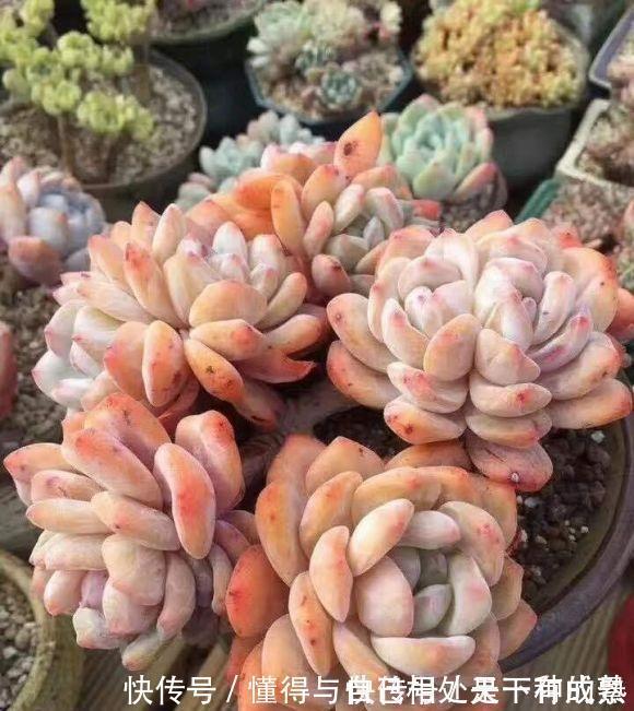 花盆|漂亮的多肉，是怎么养成的？全靠环境，环境好，多肉状态好