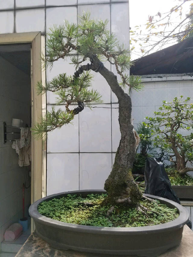 到园艺师家里做客,欣赏到了很多精品盆景,一起来感受盆景的魅力