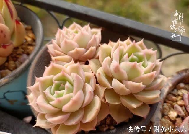 揭秘：那些干净又温暖的多肉照片从哪里来？