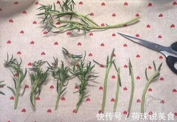 太阳花|这花枝条剁8段,沾土就能活,3天生根7天开花!