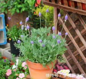 空气|卧室养花,就养几种“健康”花,空气清新促睡眠,一觉睡到大天亮