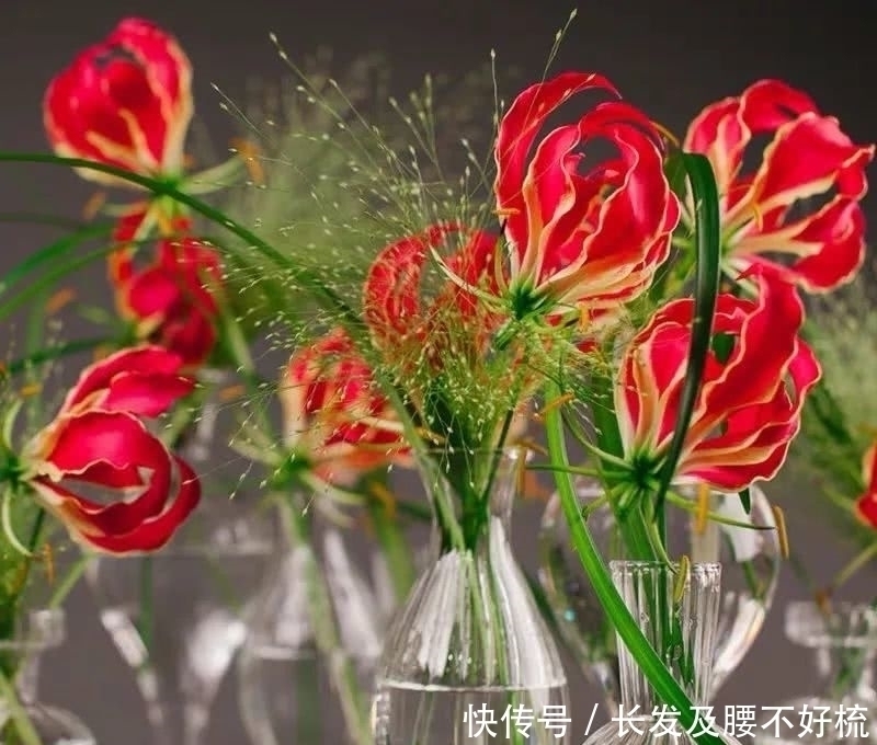 株形|六月养这四种花正合适,不怕热、不怕晒,越热越开花,繁花满枝,漂亮极了