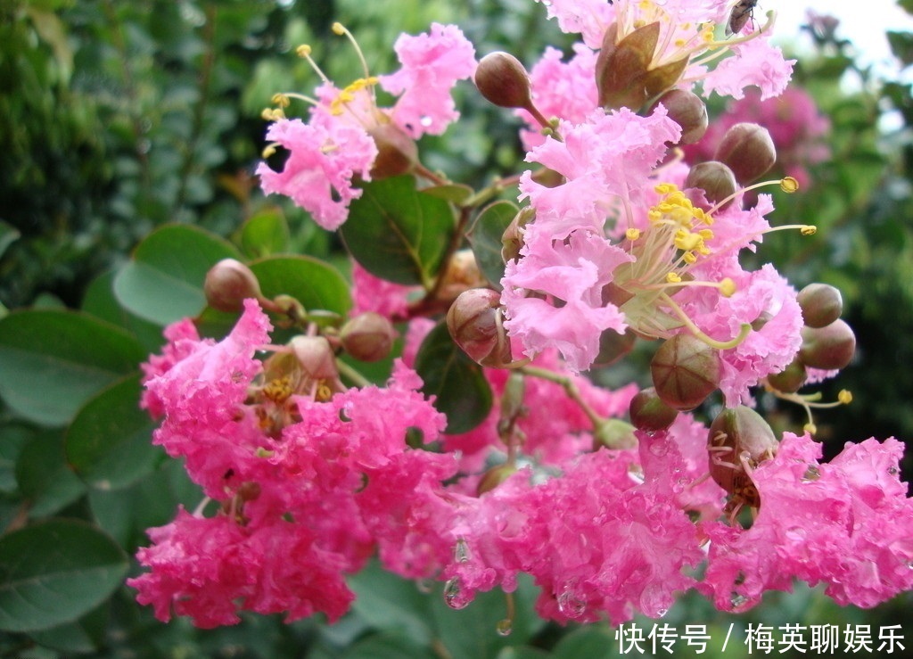 女性|此花所展现的是女性的美，它所代表的是沉迷的爱，是很有趣的植物