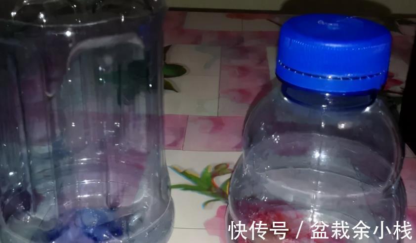 要务|塑料瓶养花的妙用，选花盆的第一要务是什么