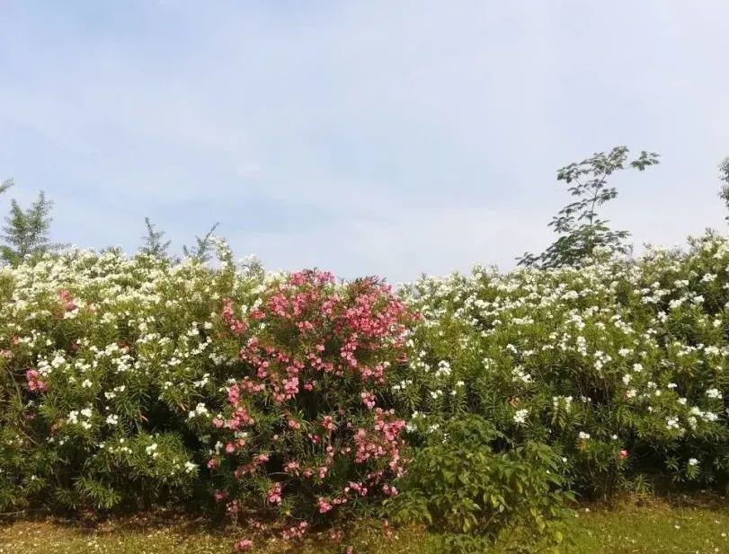  爸妈|《爸妈门前的夹竹桃》《百花争艳》组歌之100首 作词：申卫东