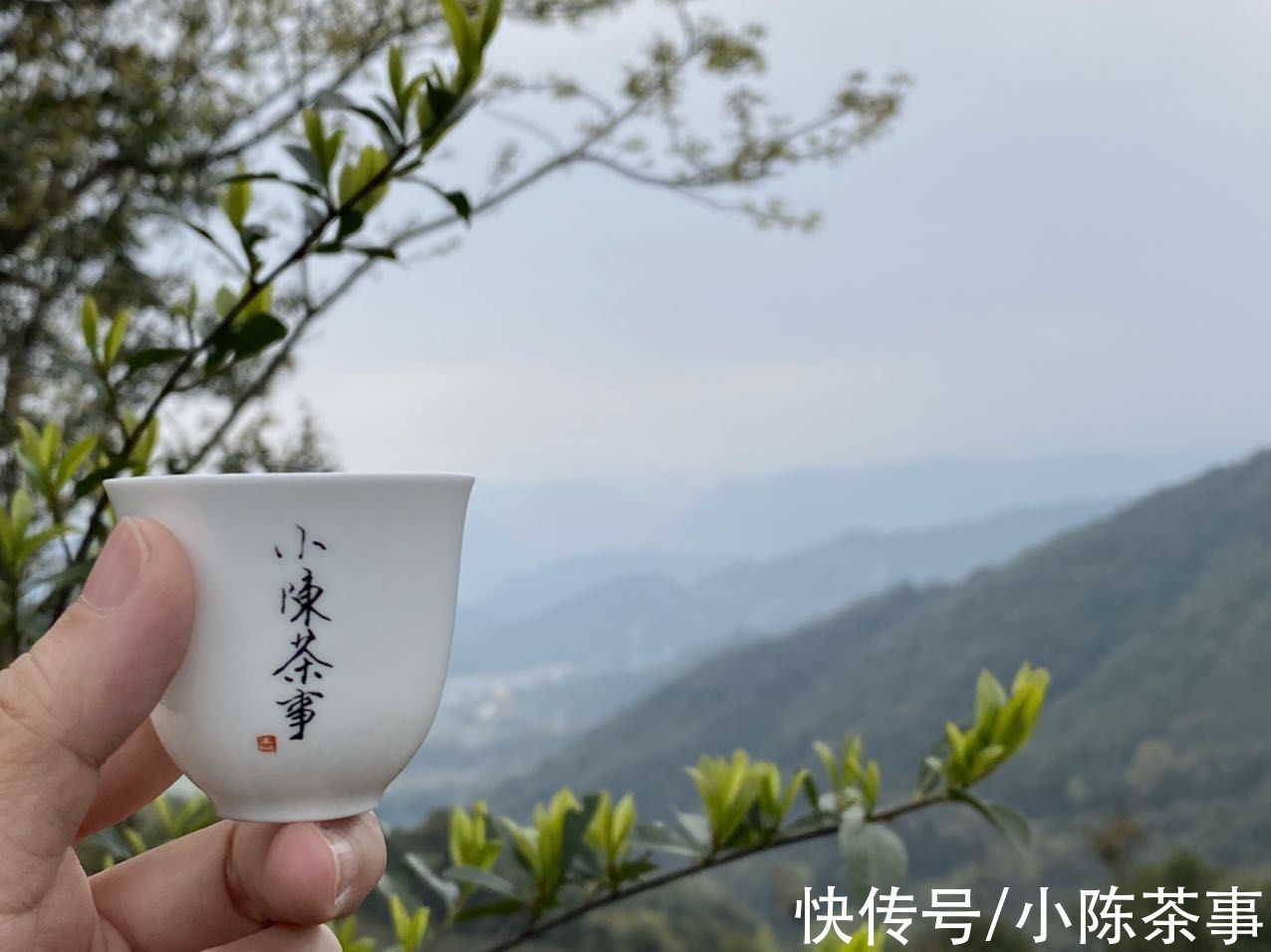 茶汤$为什么老白茶的汤色很红，看起来像红茶？3个原因拨开茶汤迷雾