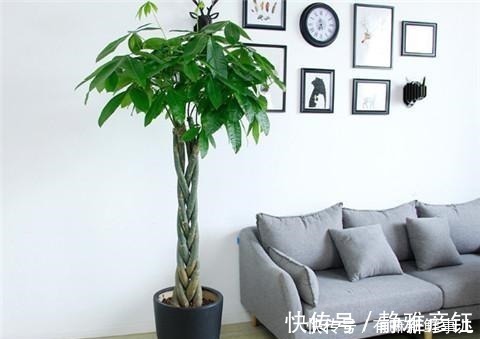 叶片|发财树学会这样浇水，叶片越来越浓绿！发财树学会这样浇水，叶片越来越浓绿！