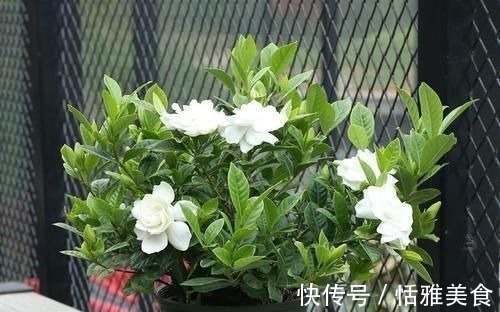 酸性|这种酸性水,半月给花喝一勺,之子、茉莉开不停,香味瓢满屋