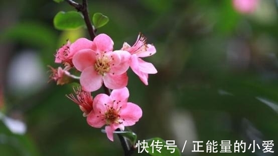 桃花朵朵|8月底，桃花朵朵，争相开放，偶遇真爱，甜蜜今生，执手相伴一生