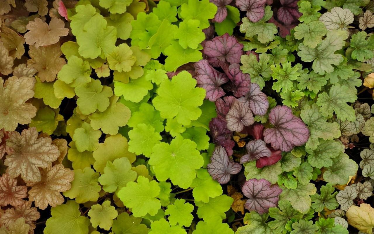 农历9月13日寒露后,养什么花?家里养3种花,前程似锦红红火火