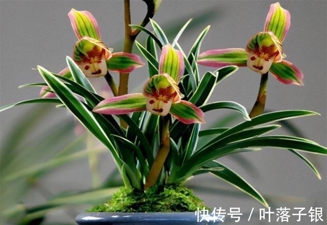 兰中珍品“帝王妃”,花开多色,香味淡雅,叶片圆润,不可多得