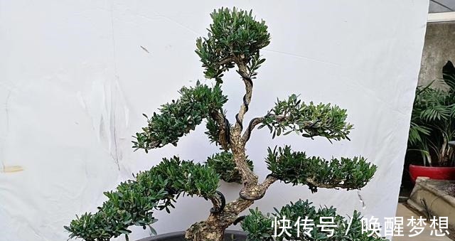 不管家中再小，一定要摆放上一盆“木中君子”！