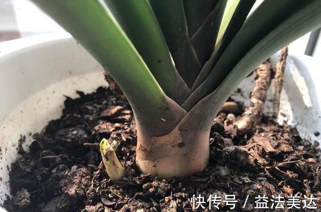 养花前一个小妙招，十年不生虫，叶子油亮翠绿，花朵蹭蹭冒