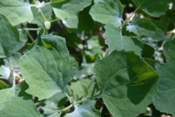 荠菜|比马齿笕还营养的野菜,有不少好处,城里人买都买不到!