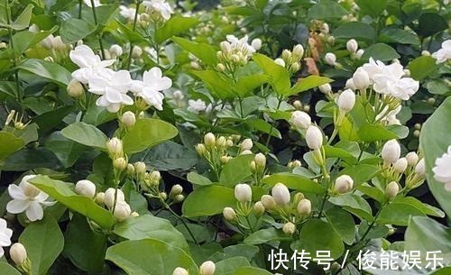 管理|4种漂亮花,一样的喜好,同时管理不要偏心,开出小花园!