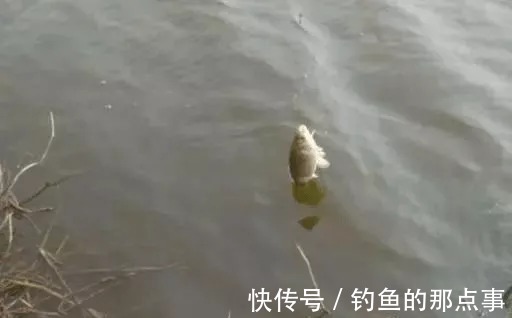 春钓鲫鱼,钓鱼点的河水有这几种“特征”,里面有大鱼群