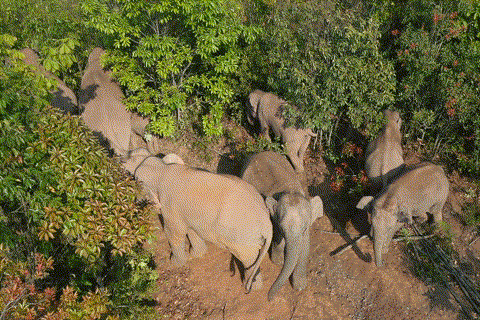 普洱市 普洱:“象”见恨晚的地方